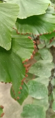 Adiantum peruvianum