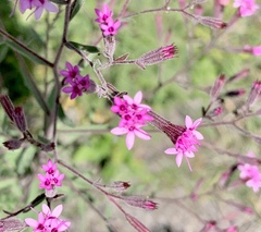 Stevia viscida