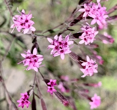 Stevia viscida