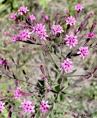 Stevia viscida