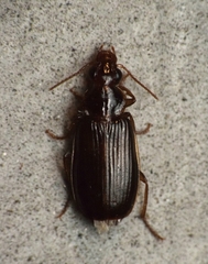 Plochionus