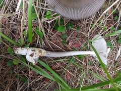 Amanita constricta