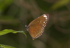Euploea crameri
