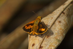 Taractrocerini