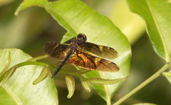 Rhyothemis obsolescens