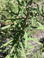 Stevia viscida