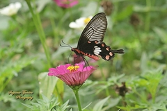 Pachliopta adamas