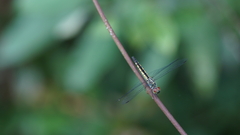 Brachydiplax sobrina