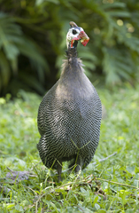 Numida meleagris domesticus