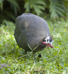 Numida meleagris domesticus
