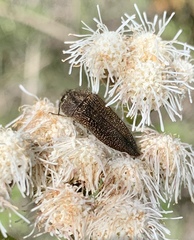 Acmaeodera cuprina
