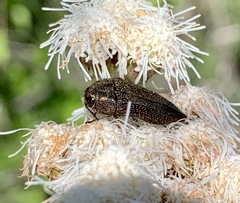 Acmaeodera cuprina