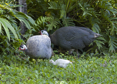Numida meleagris domesticus