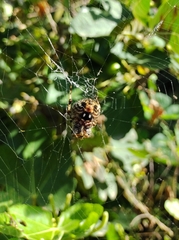 Neoscona orizabensis