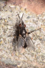 Diptera