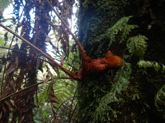 Rumohra adiantiformis