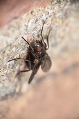 Diptera