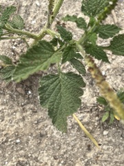 Heliotropium indicum