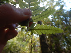 Rumohra adiantiformis