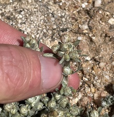 Stylocline gnaphaloides