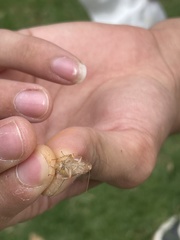 Pseudophyllodromiinae