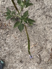 Heliotropium indicum