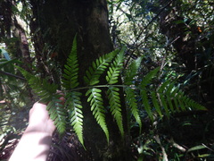 Rumohra adiantiformis