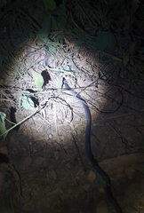Pseudoboa nigra