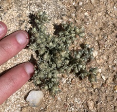 Stylocline gnaphaloides