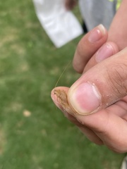 Pseudophyllodromiinae