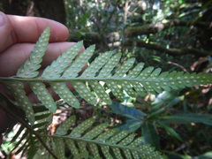 Rumohra adiantiformis