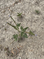 Heliotropium indicum