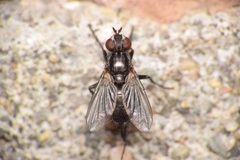 Diptera