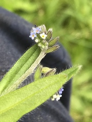 Myosotis discolor