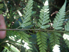 Rumohra adiantiformis