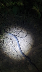 Pseudoboa nigra