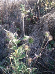 Dipsacus strigosus