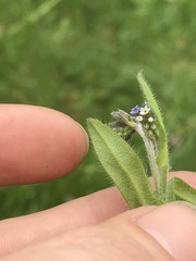 Myosotis discolor