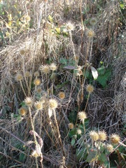 Dipsacus strigosus