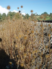 Dipsacus strigosus
