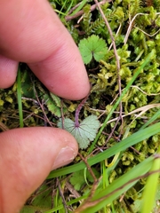 Hydrocotyle moschata