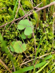 Hydrocotyle moschata