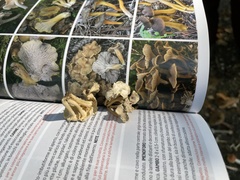 Craterellus melanoxeros