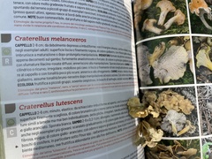 Craterellus melanoxeros