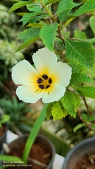 Turnera subulata