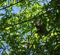 Zosterops lateralis lateralis