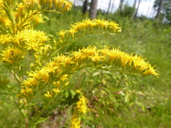 Solidago leavenworthii