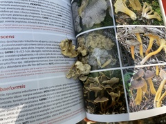 Craterellus melanoxeros