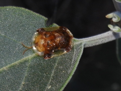 Helocassis testudinaria