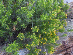 Ericameria laricifolia
